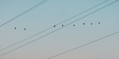 Elia is testing a new system using UV spotlights to make overhead power lines more visible and thereby protect birds